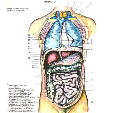 Reguliere geneeskunde & Mesologie